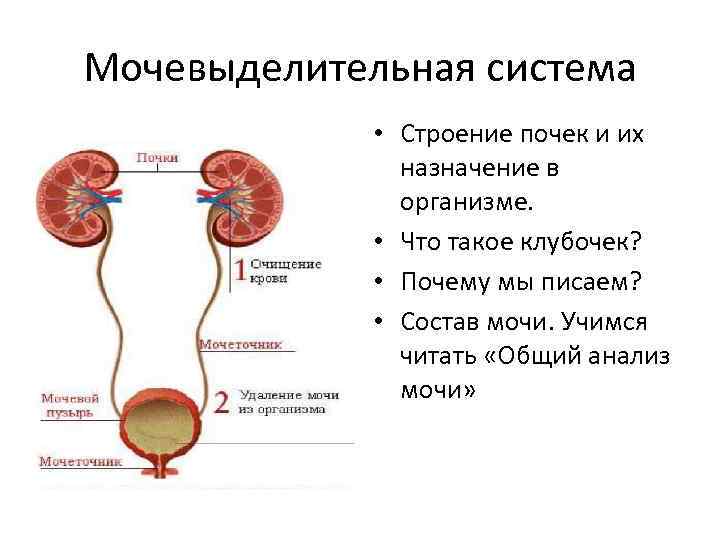 Мочевыделительная система • Строение почек и их назначение в организме. • Что такое клубочек?