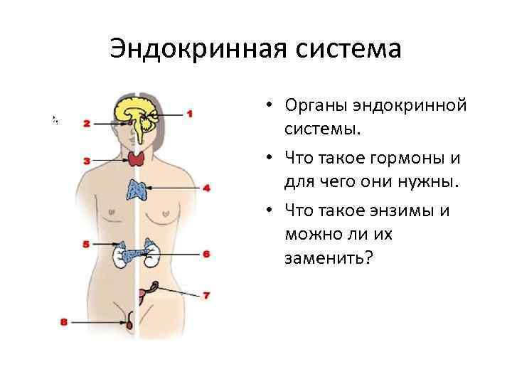Эндокринная система • Органы эндокринной системы. • Что такое гормоны и для чего они