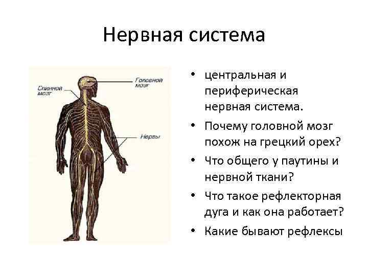 Нервная система • центральная и периферическая нервная система. • Почему головной мозг похож на
