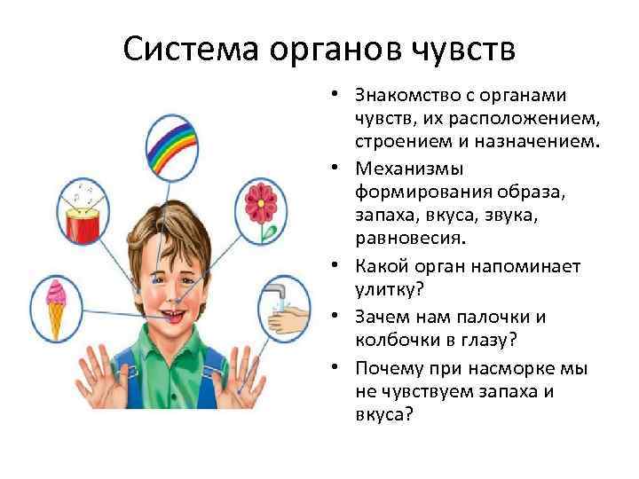 Система органов чувств • Знакомство с органами чувств, их расположением, строением и назначением. •