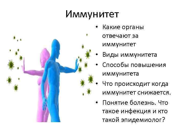 Иммунитет • Какие органы отвечают за иммунитет • Виды иммунитета • Способы повышения иммунитета