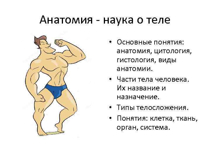 Виды анатомии. Основные понятия в анатомии. Анатомия это наука. Определение понятию «анатомия».. Основные системы органов человека и типы телосложения.