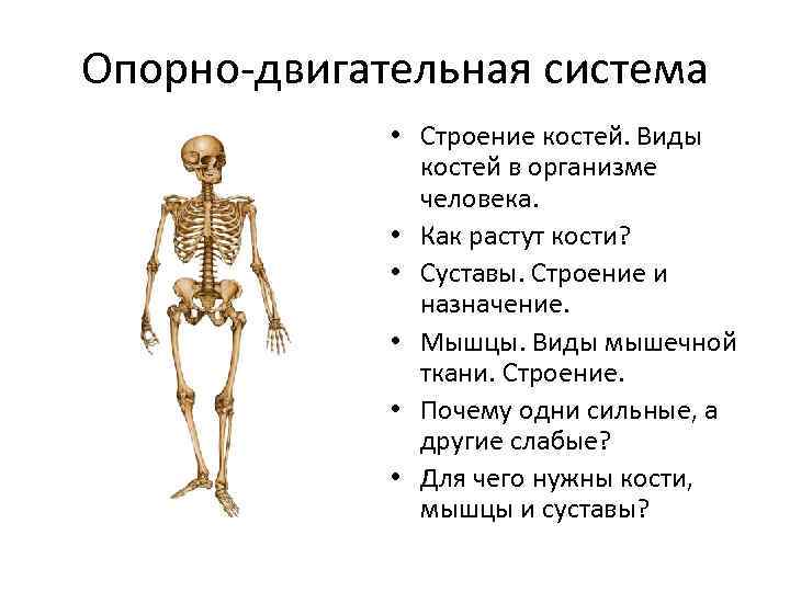 Опорно-двигательная система • Строение костей. Виды костей в организме человека. • Как растут кости?