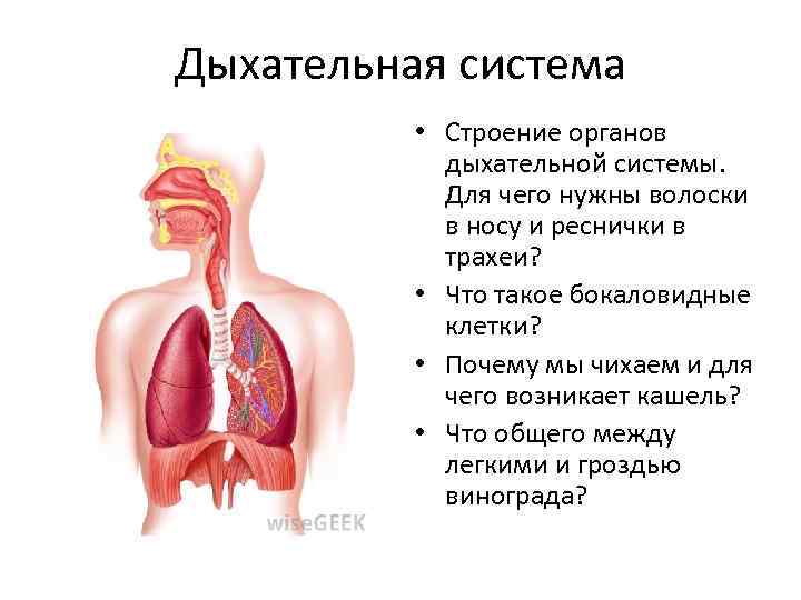 Дыхательная система • Строение органов дыхательной системы. Для чего нужны волоски в носу и