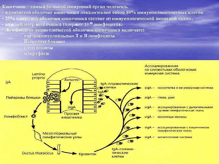 Кишечник – самый большой иммунный орган человека. - в слизистой оболочке кишечника локализовано около