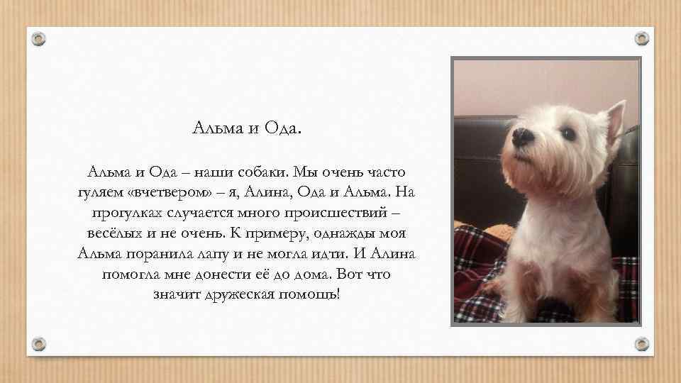 Альма и Ода – наши собаки. Мы очень часто гуляем «вчетвером» – я, Алина,