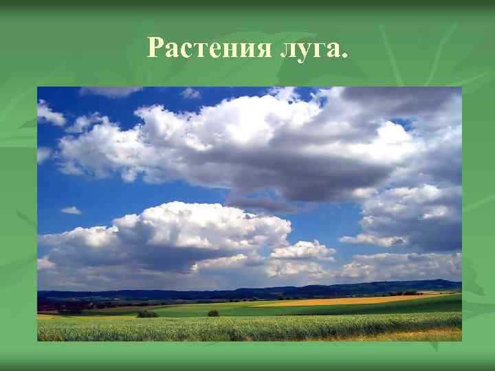 Растения луга. 