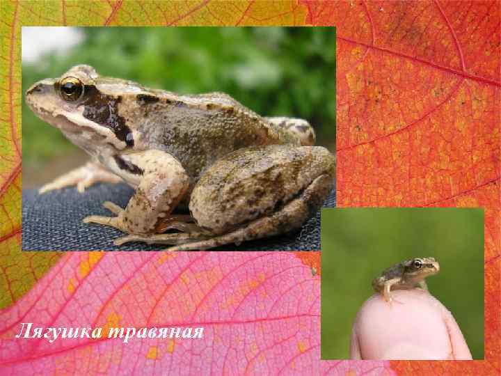 Лягушка травяная 