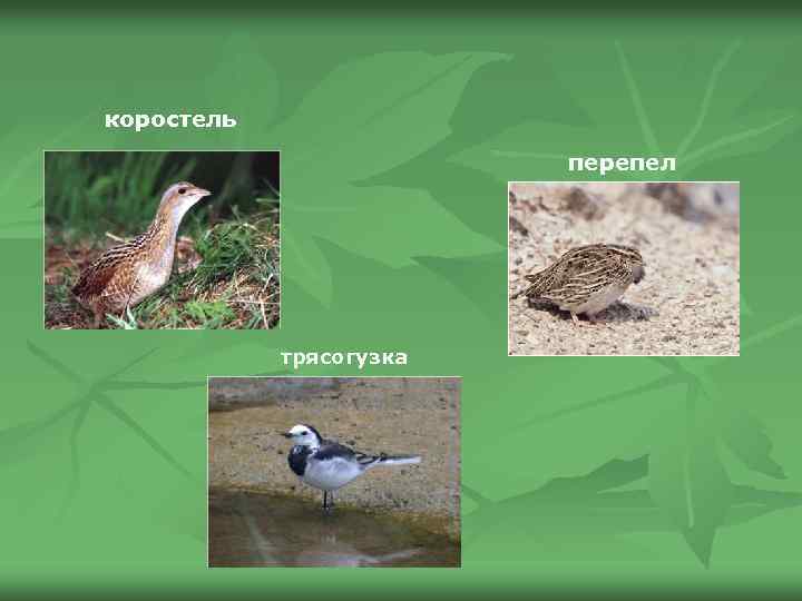 коростель перепел трясогузка 