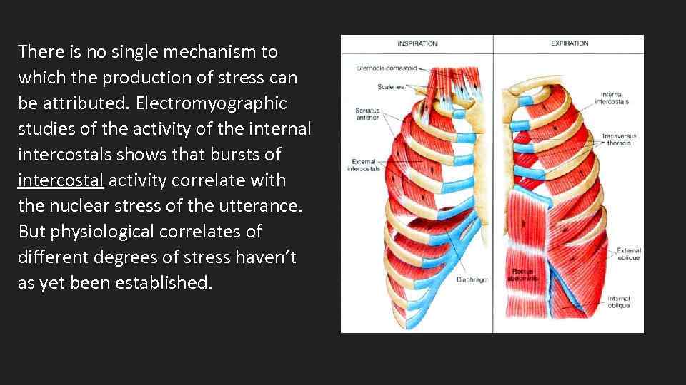 There is no single mechanism to which the production of stress can be attributed.