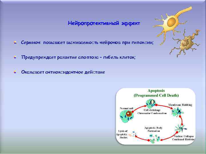 Нейропротективный эффект Сермион повышает выживаемость нейронов при гипоксии; Предупреждает развитие апоптоза – гибель клеток;
