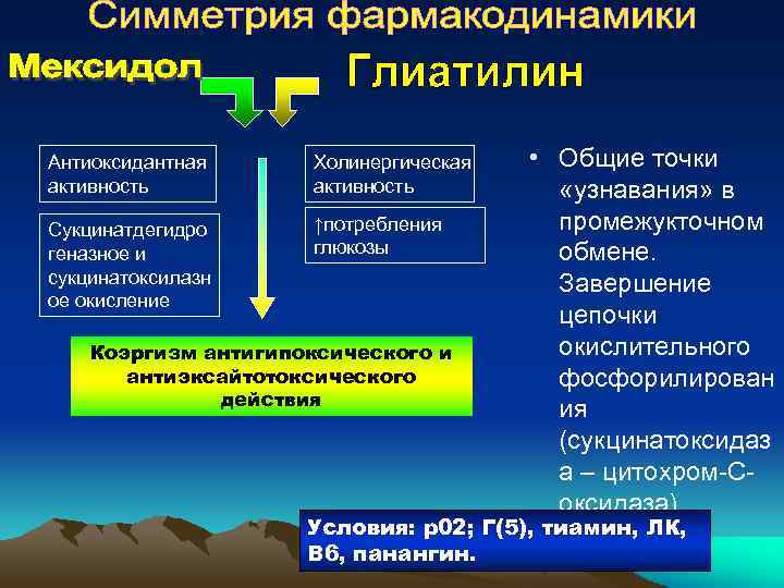 Антиоксидантная активность Холинергическая активность Сукцинатдегидро геназное и сукцинатоксилазн ое окисление ↑потребления глюкозы Коэргизм антигипоксического