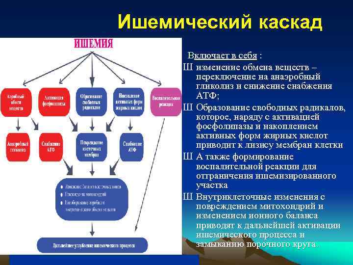 Ишемический каскад Включает в себя : Ш изменение обмена веществ – переключение на анаэробный