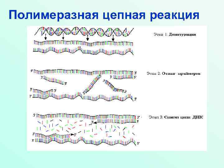 Полимеразная цепная реакция 