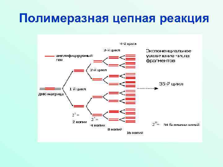 Полимеразная цепная реакция 