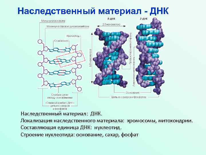 Днк материал