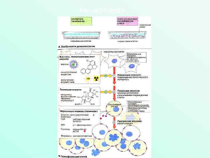 Канцерогенез 