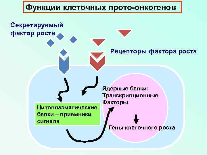 Функции клеточных прото-онкогенов Секретируемый фактор роста Рецепторы фактора роста Цитоплазматические белки – приемники сигнала