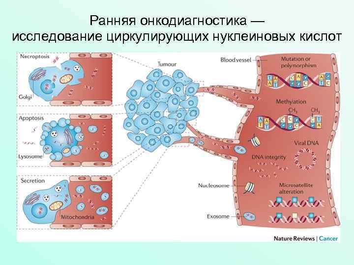 Ранняя онкодиагностика — исследование циркулирующих нуклеиновых кислот 