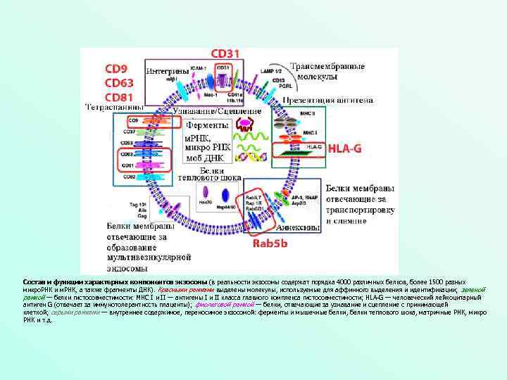 Состав и функции характерных компонентов экзосомы (в реальности экзосомы содержат порядка 4000 различных белков,