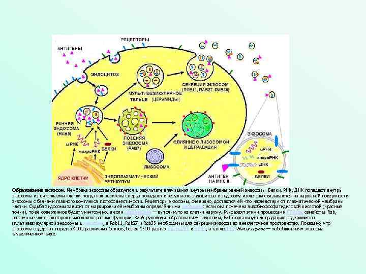 Образование экзосом. Мембрана экзосомы образуется в результате впячивания внутрь мембраны ранней эндосомы. Белки, РНК,