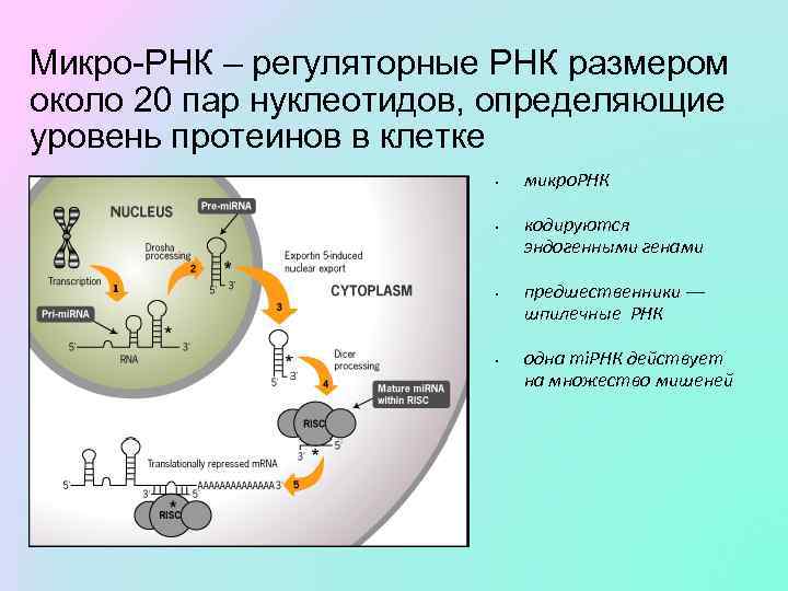 Микро-РНК – регуляторные РНК размером около 20 пар нуклеотидов, определяющие уровень протеинов в клетке
