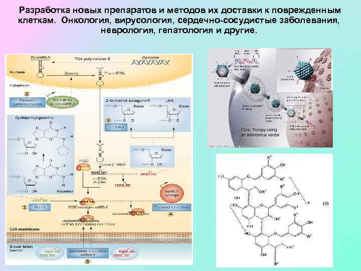 Разработка новых препаратов и методов их доставки к поврежденным клеткам. Онкология, вирусология, сердечно-сосудистые заболевания,