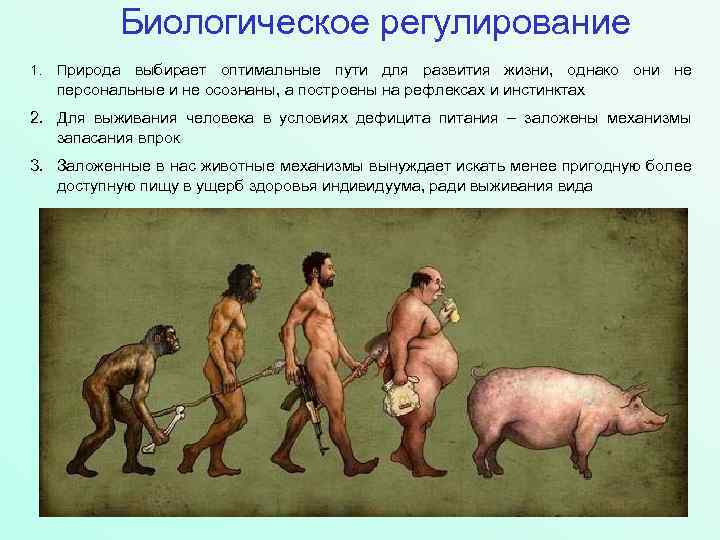 Биологическое регулирование 1. Природа выбирает оптимальные пути для развития жизни, однако они не персональные