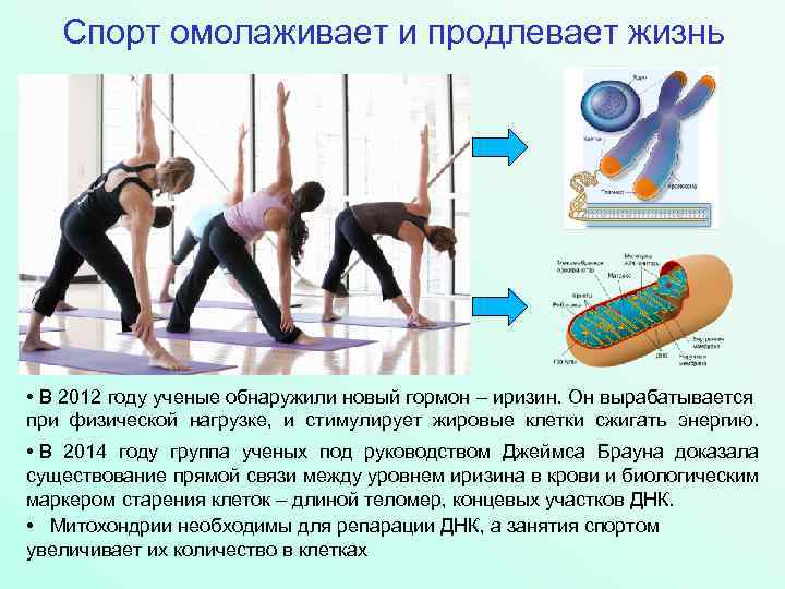 Спорт омолаживает и продлевает жизнь • В 2012 году ученые обнаружили новый гормон –