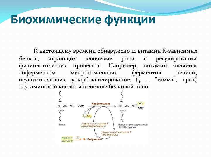 Биохимические функции К настоящему времени обнаружено 14 витамин К-зависимых белков, играющих ключевые роли в