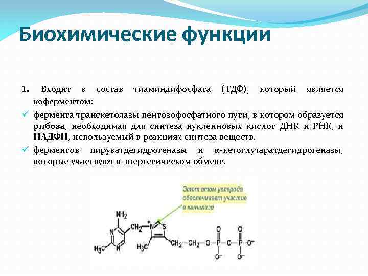 Биохимические функции. Класс ферментов кофермента ТДФ. Кофермент ТДФ функции. Фермент содержащий ТДФ.