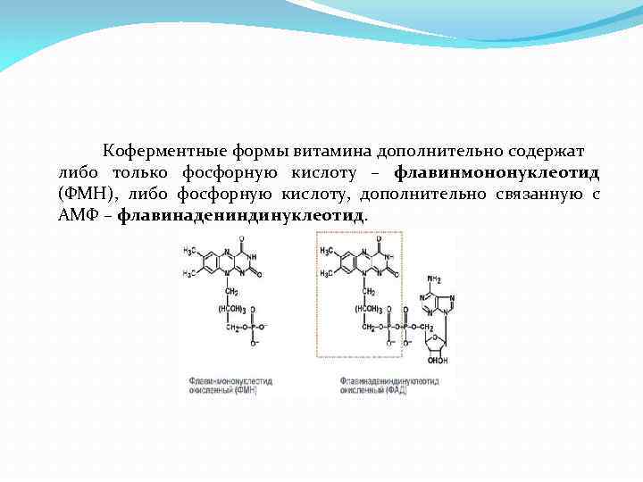 Коферментные формы витамина дополнительно содержат либо только фосфорную кислоту – флавинмононуклеотид (ФМН), либо фосфорную