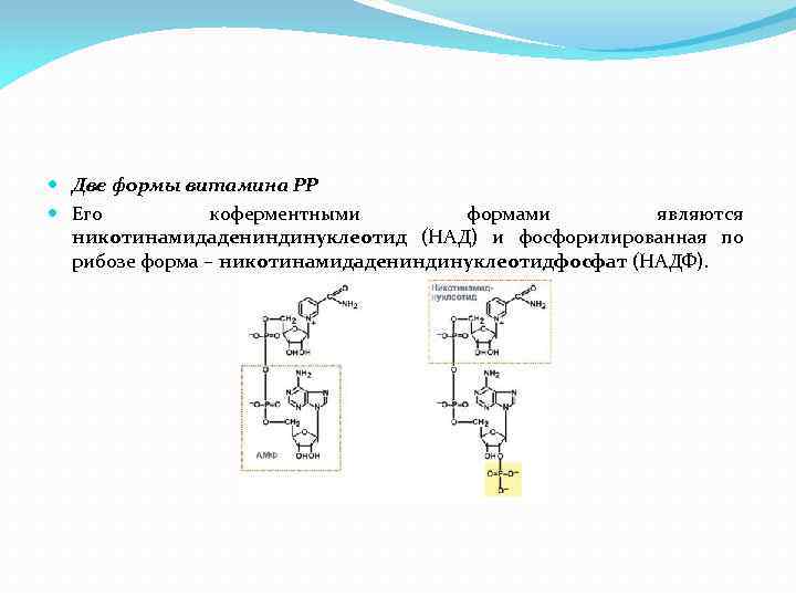  Две формы витамина РР Его коферментными формами являются никотинамидадениндинуклеотид (НАД) и фосфорилированная по