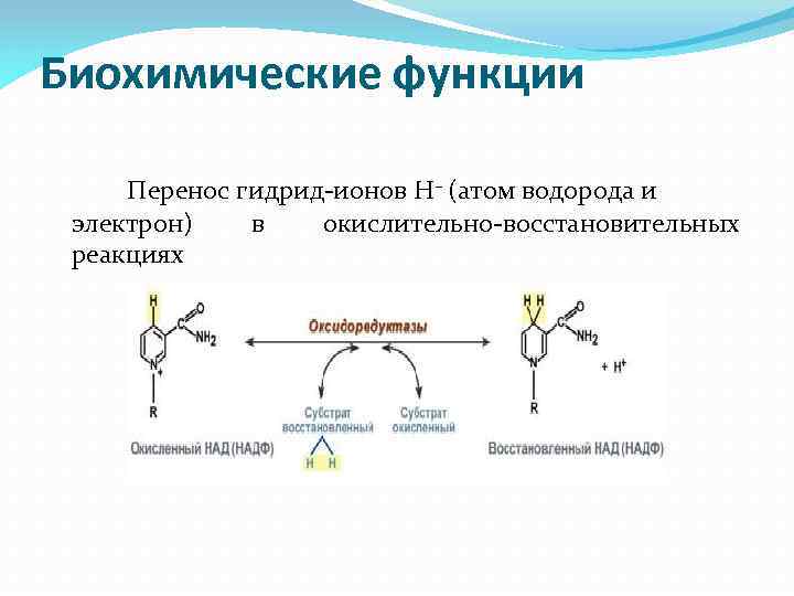 Биохимические функции Перенос гидрид-ионов Н– (атом водорода и электрон) в окислительно-восстановительных реакциях 