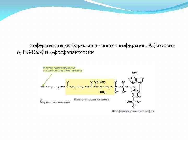 коферментными формами являются кофермент А (коэнзим А, HS-Ко. А) и 4 -фосфопантетеин 