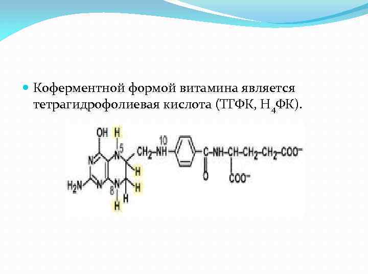  Коферментной формой витамина является тетрагидрофолиевая кислота (ТГФК, Н 4 ФК). 