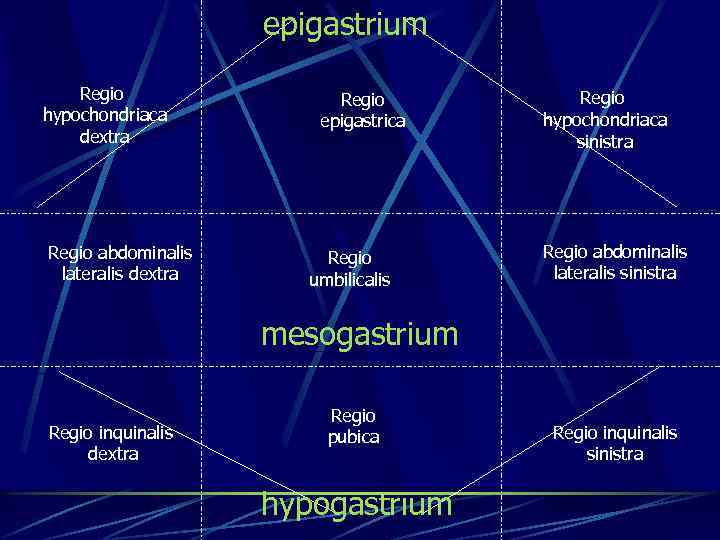 epigastrium Regio hypochondriaca dextra Regio abdominalis lateralis dextra Regio epigastrica Regio umbilicalis Regio hypochondriaca