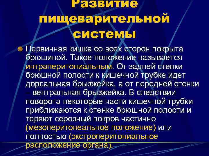 Развитие пищеварительной системы Первичная кишка со всех сторон покрыта брюшиной. Такое положение называется интраперитониальным.