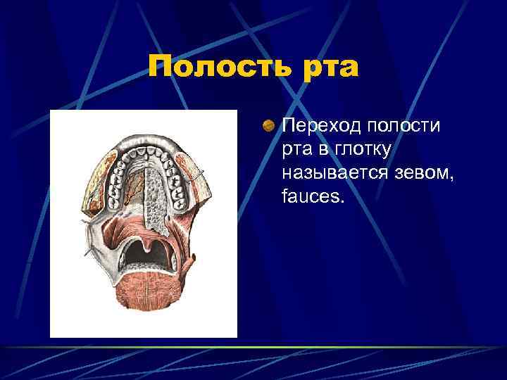 Полость рта Переход полости рта в глотку называется зевом, fauces. 