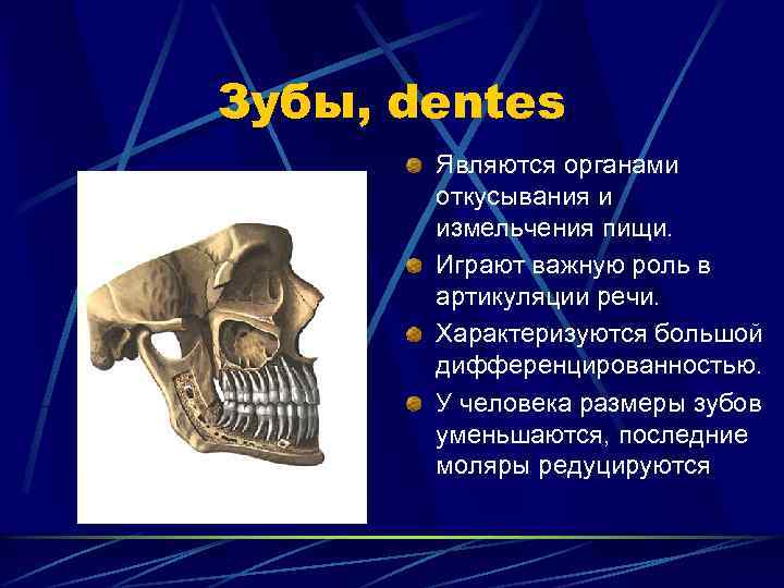 Зубы, dentes Являются органами откусывания и измельчения пищи. Играют важную роль в артикуляции речи.