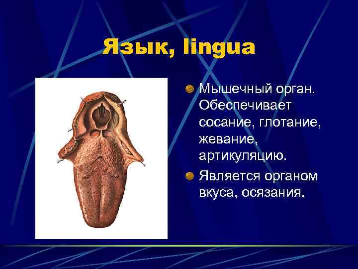 Язык, lingua Мышечный орган. Обеспечивает сосание, глотание, жевание, артикуляцию. Является органом вкуса, осязания. 