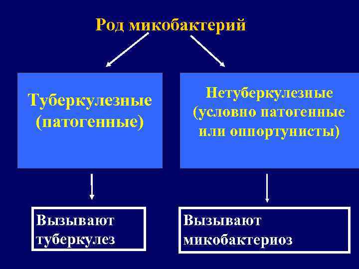 Виды микобактерий