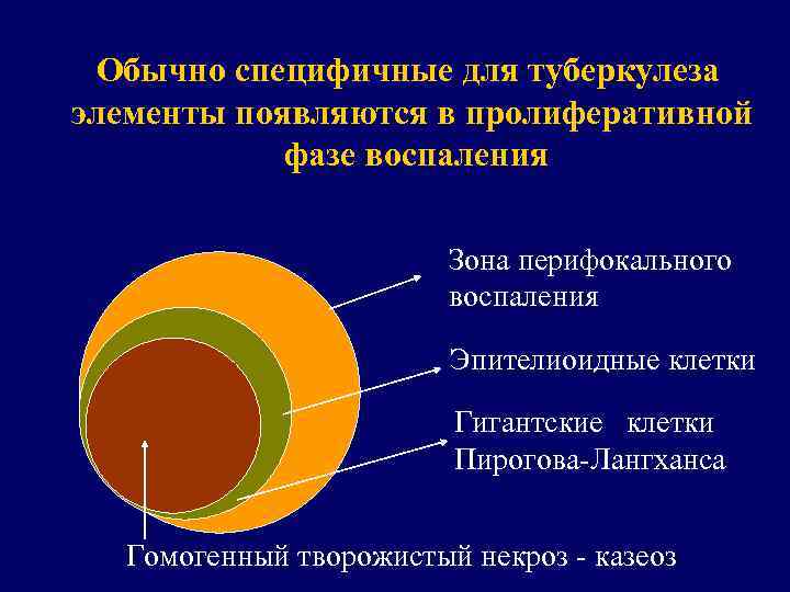 Обычно специфичные для туберкулеза элементы появляются в пролиферативной фазе воспаления Зона перифокального воспаления Эпителиоидные