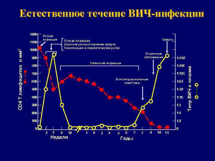 Естественное течение ВИЧ-инфекции Смерть Вторичные заболевания 900 1: 512 Латентная инфекция 1: 256 )