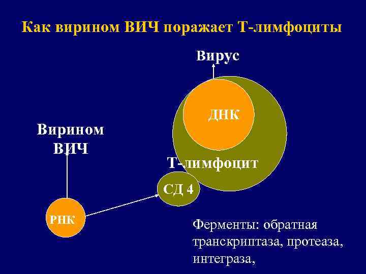 Как вирином ВИЧ поражает Т-лимфоциты Вирус Вирином ВИЧ ДНК Т-лимфоцит СД 4 РНК Ферменты: