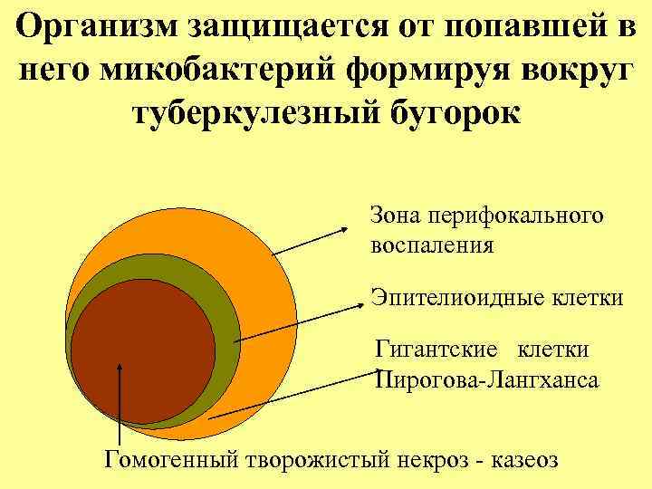 Организм защищается от попавшей в него микобактерий формируя вокруг туберкулезный бугорок Зона перифокального воспаления