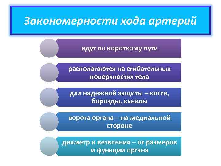 Закономерности хода артерий идут по короткому пути располагаются на сгибательных поверхностях тела для надежной