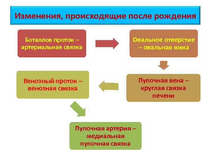 Изменения, происходящие после рождения Боталлов проток – артериальная связка Овальное отверстие – овальная ямка