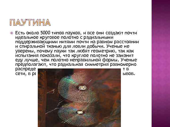  Есть около 5000 типов пауков, и все они создают почти идеальное круговое полотно