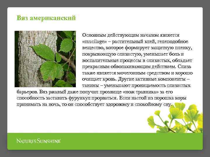 Вяз американский Основным действующим началом является «mucilage» – растительный клей, гелеподобное вещество, которое формирует